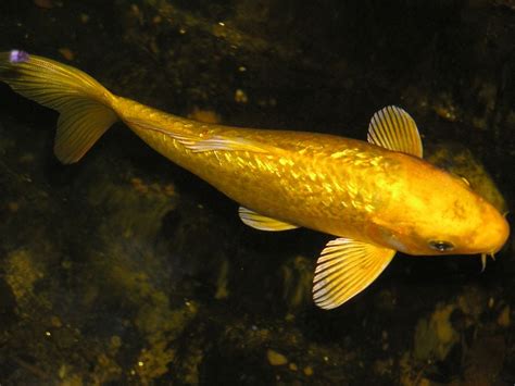 94 Gold Wallpaper Koi Fish For FREE MyWeb