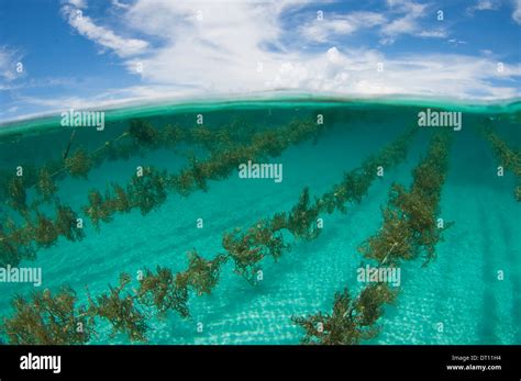 Seaweed Farming Split Image Halmahera Maluku Islands Indonesia Stock
