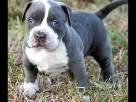 Whether you are looking for a breeder of stunning ukc/abkc/abr/brc registered american bully show dogs or just fine quality family pets let us help you! Blue Pitbull Puppies for Sale, Blue Bully Puppy Razors ...