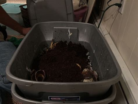 Red Wiggler Worm Compost Bin Great Escape Farms