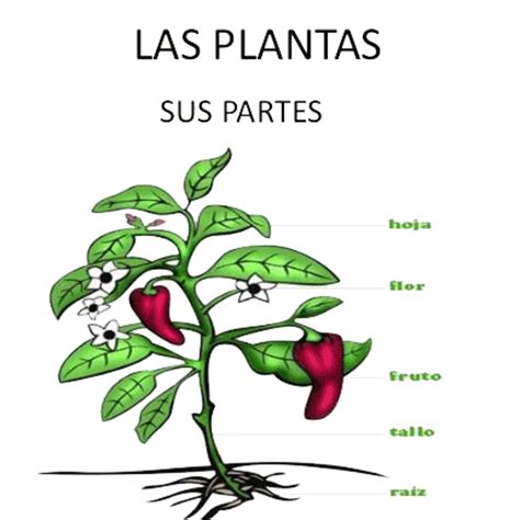 Primer Ciclo Secuencias Didácticas Las Partes De Las Plantas