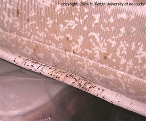 Bed Bugs Public Health And Medical Entomology Purdue Biology
