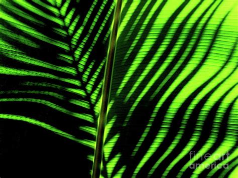 Palm Shadow Over Banana Leaf Photograph By Tomas Voorhees Fine Art