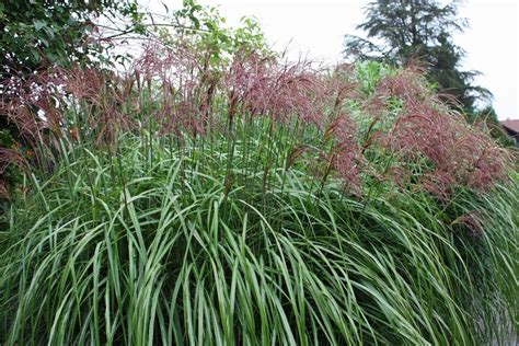 Maybe you would like to learn more about one of these? Ziergräser sind robuste und pflegeleichte Gartenpflanzen ...
