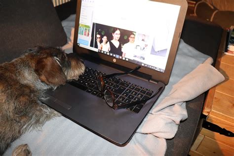 Interessiert........... Foto & Bild | fotos, spezial, hunde Bilder auf