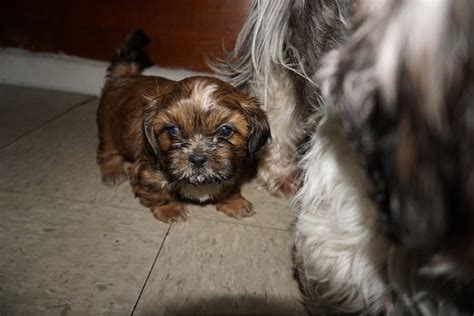 The shih tzu (from mandarin) is a breed of small but very ancient dog type. Shih Tzu Puppies For Sale | Kansas City, KS #313637