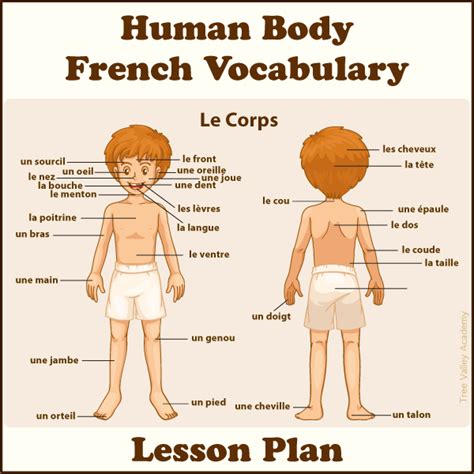 One of them will be used to depict body parts and another one for the number of these parts. Body Parts In French Lesson Plan For Kids - Tree Valley ...
