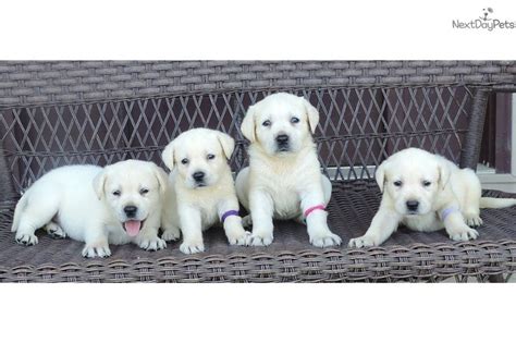 Favorite thіѕ post nov 20 akc lab puppies chocolate/ black (east liberty ohio) pic map hide thіѕ. Labrador Retriever puppy for sale near Dayton ...