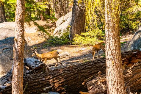 Yosemite National Park Wildlife Deers Walking In The Wild Stock Photo