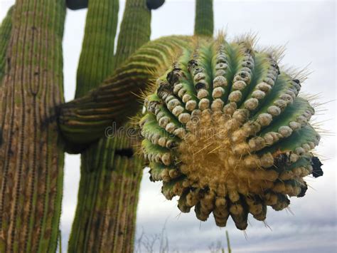 Close Up Of A Large Saguaro Cactus In The Sonora Desert Stock Photo