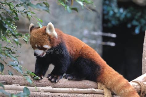 Portrait Of Red Panda Standing On Tree Trunk 18 Nov 2021 Stock Photo