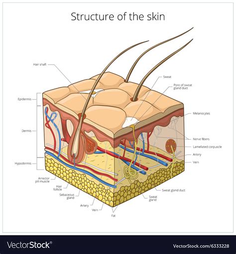 Skin Structure Royalty Free Vector Image Vectorstock