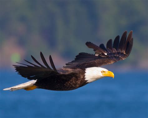 Birds In Flight Photography