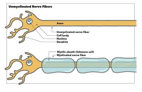 Myelinated Axon Diagram