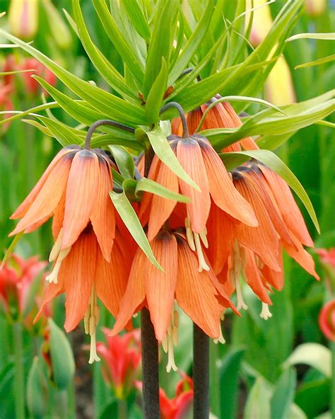 Fritillaria Imperialis Aurora Bulbs — Buy Orange Crown Imperials