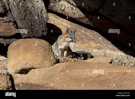 Gray Fox Urocyon Cinereoargenteus Sitting On A Rock At Barker Dam