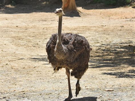 Struthio Camelus Ostrich In The Maryland Zoo In Baltimore