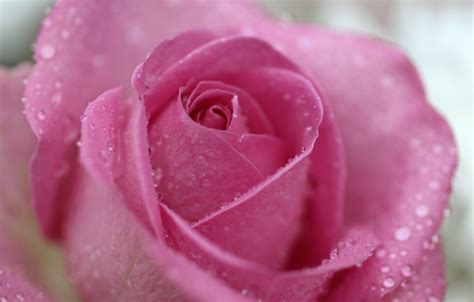Wallpaper Drops Macro Pink Rose Petals Images For Desktop Section