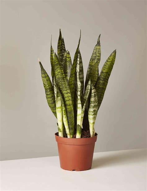 Snake Plant Care And Growing Guide