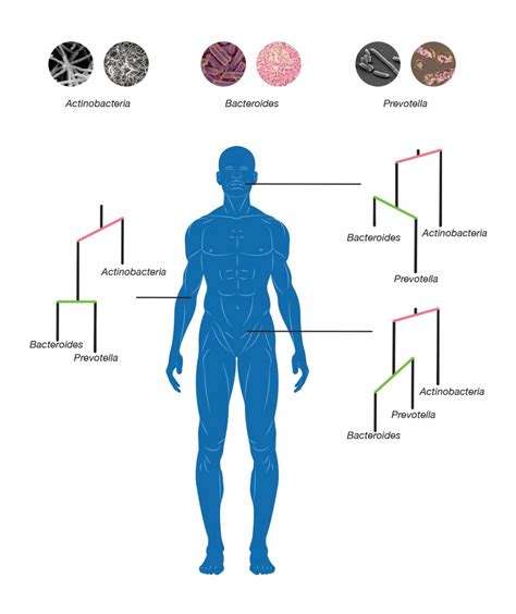 Microbes Evolved To Colonize Different Parts Of The Human Body Duke Today