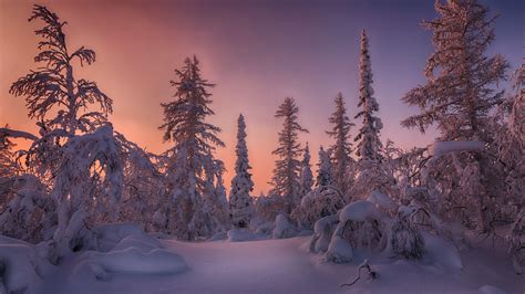 Forest Snow Covered Spruce Trees During Sunset HD Winter Wallpapers HD Wallpapers ID
