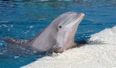 Bottlenose Dolphin Facts And Photographs The Wildlife