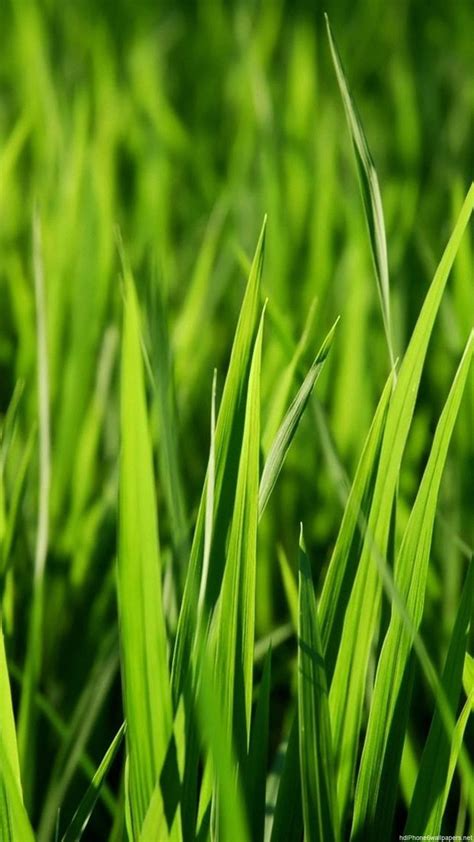 Apple Grass Wallpaper 72 Pictures