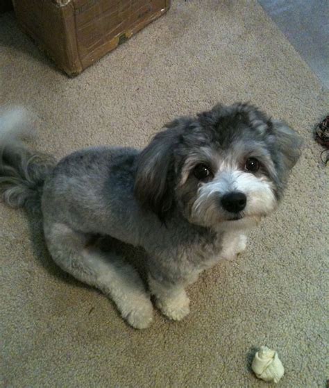 Pepper Stuffed Peppers, Dogs, Animals, Animales, Animaux, Stuffed