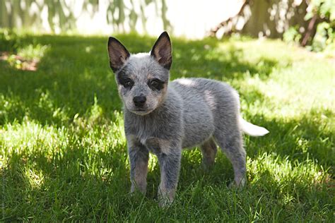 Miniature Blue Heeler For Sale Photos All Recommendation