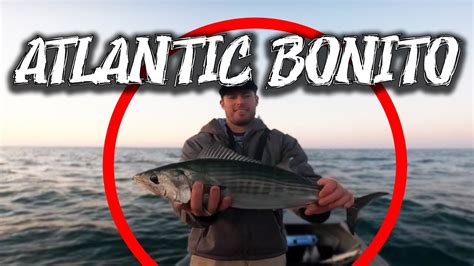 Atlantic Bonito Fishing My Favorite Drag Screamers Youtube