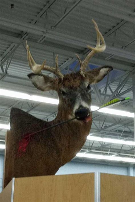 Deer Mounted With Arrow Through Vitals