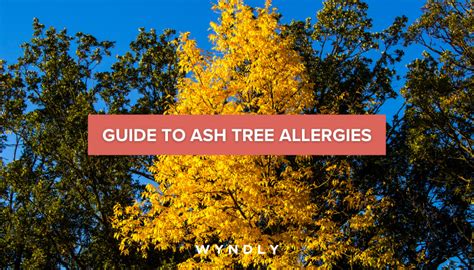 Ash Tree Allergy Cause Symptoms Treatment 2023 And Wyndly