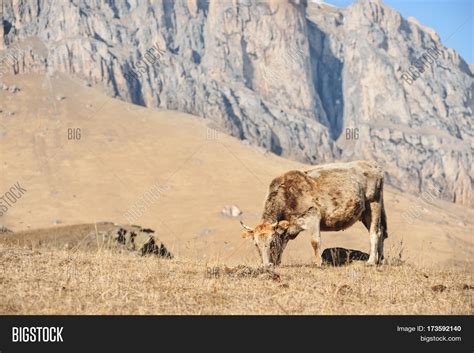 Caucasian Cows Grazing Image And Photo Free Trial Bigstock