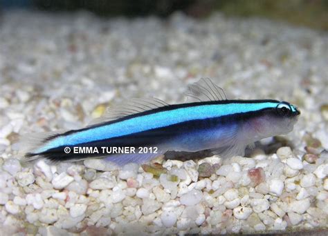 Blue Neon Goby Elacatinus Oceanops