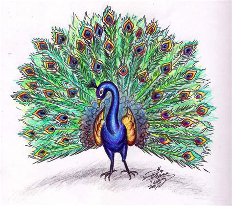 How To Draw Peacock With Beautiful Feathers Pencil Sketch Skngroup My Xxx Hot Girl