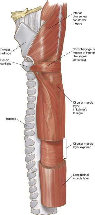 General Anatomy Of The Esophagus Thoracic Surgery Clinics