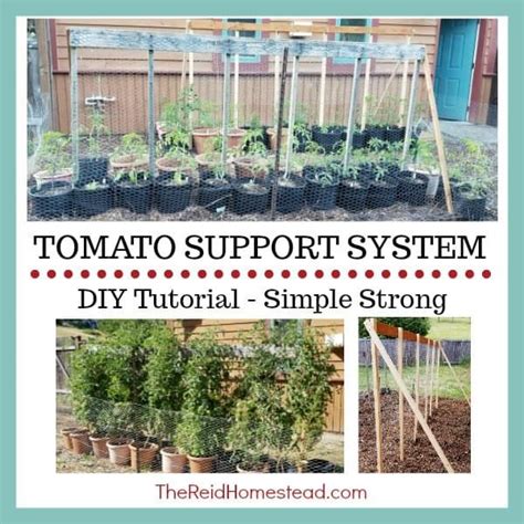 Diy Tutorial Tomato Support System Cheap Easy And Strong Tomato