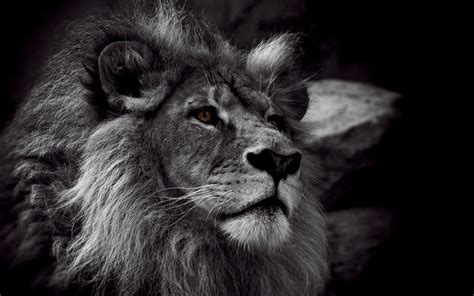 Cool Looking Male Lion Black And White Lion Lion