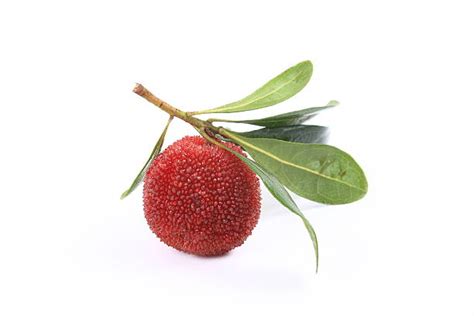 Bayberry Bush Stock Photos Pictures And Royalty Free Images Istock