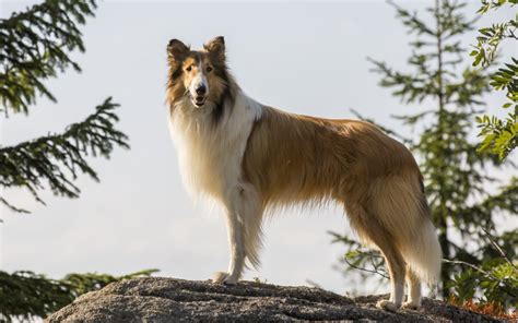 Najsłynniejszy Pies świata Powraca Na Duże Ekrany Zwiastun Lassie