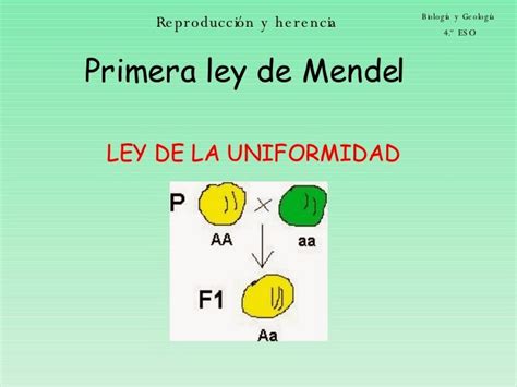 Biología 2 Reconoces Y Aplicas Los Principios De La Herencia Las