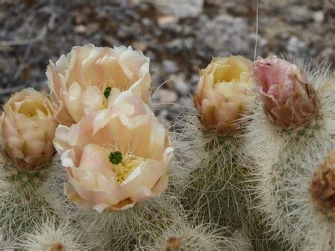 Hot pink cactus flowers is a photograph by saija lehtonen which was uploaded on may 16th, 2014. Opuntia diploursina, western prickly pear cactus, HOT