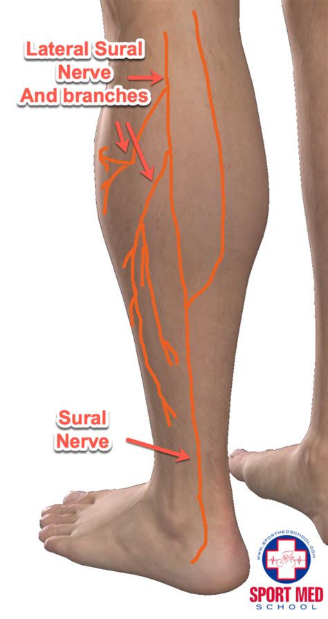 Tibial Nerve Injury Foot
