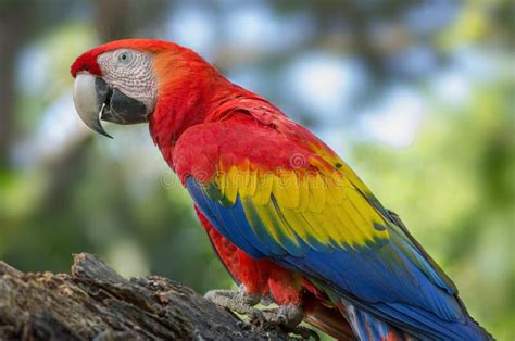 Scarlet Macaw Perched Stock Image Image Of Animal 250450211