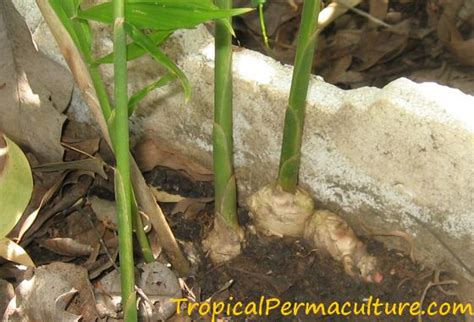 How To Grow Ginger Growing Ginger Root Is Not That Hard
