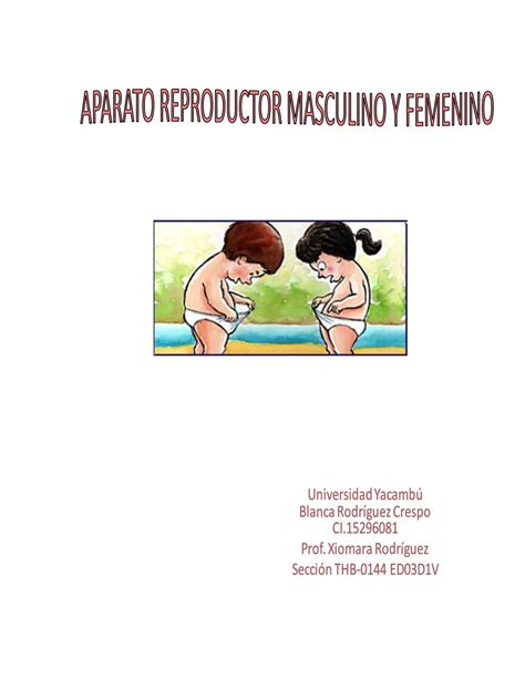 Get Imagenes Del Aparato Reproductor Masculino Y Femenino The Latest