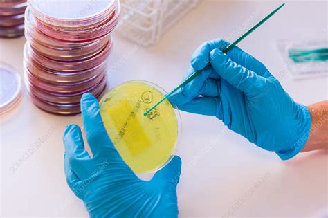 Microbiology Laboratory Stock Image C0354121 Science Photo Library