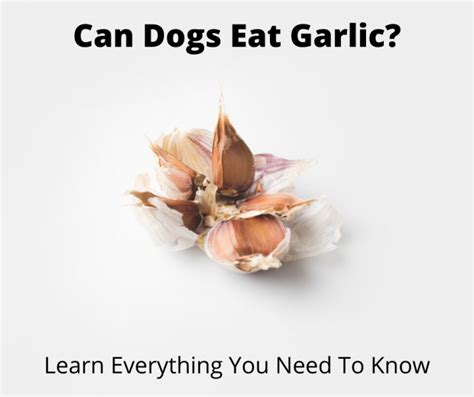 Can Dogs Eat Garlic Food Safety Guide 2022 Edition