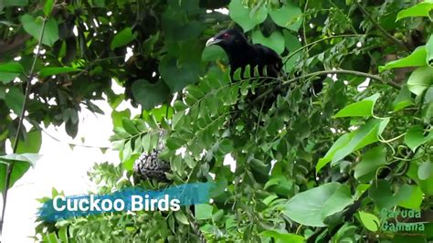 Cuckoo Birds Male And Female Koyal Bird कोयल Youtube