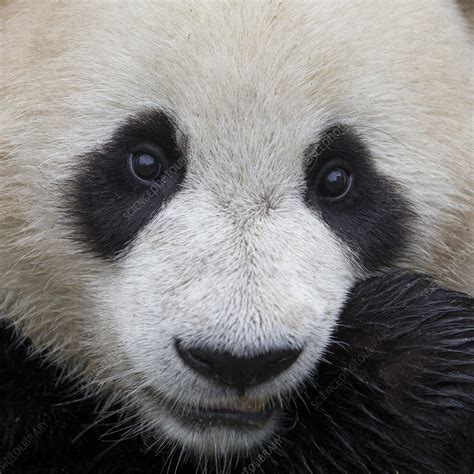Giant Panda Face Stock Image C0429201 Science Photo Library
